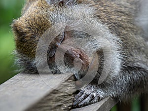 A monkey in the secred monkey forest in Ubud, Bali Indonesia, sleeping