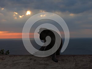 Monkey shadow at sunset