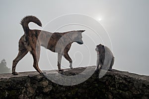 Monkey shouting on dog because she is frightened.