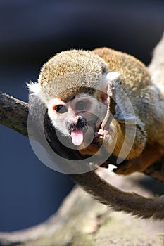 Monkey showing tongue