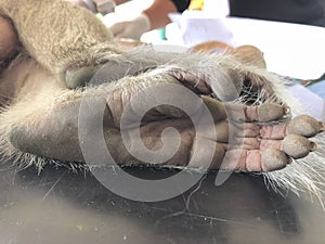 Monkey shows in the cage waiting for a body check.