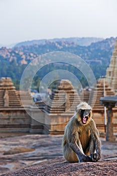 Monkey shows fangs on a rock in Hampi. India