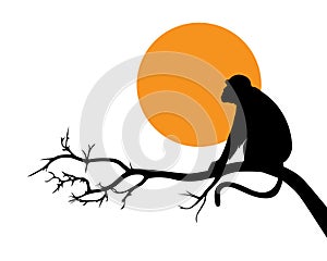 Monkey silhouette on branch on sunset isolated on white background