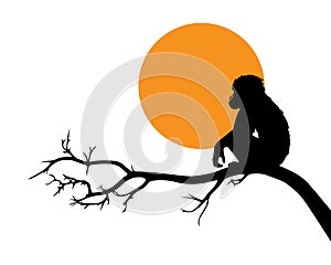 Monkey silhouette on branch on sunset isolated on white background, vector illustration