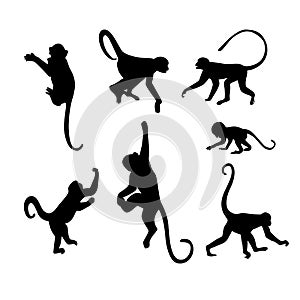 Monkey Silhouette Collection - Illustration