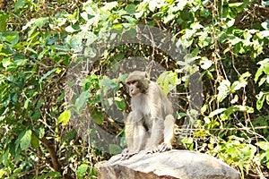 Monkey or simian sitting on a rock