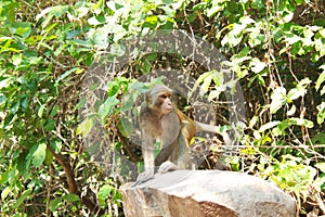 Monkey or simian sitting on a rock