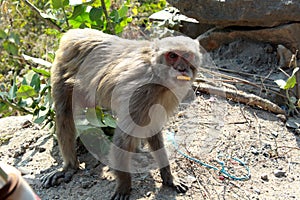 Monkey or simians standing