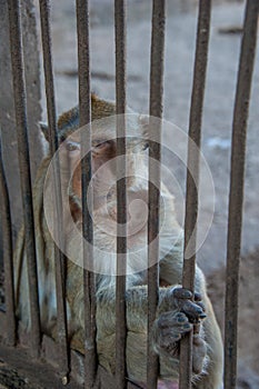Monkey sit behind the cage