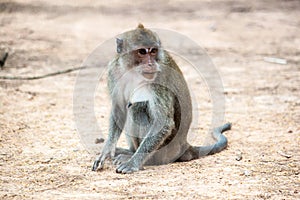 A monkey sit on the ground