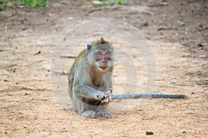 A monkey sit on the ground