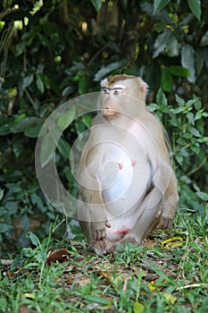 monkey sitdown in front of forest.