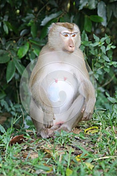 monkey sitdown in front of forest.