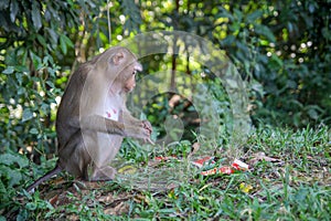 Monkey sitdown and look Garbage in side forest.