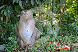 Monkey sitdown near Garbage in side forest.