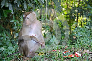 Monkey sitdown near Garbage in side forest.