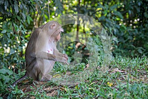 Monkey sitdown in side forest