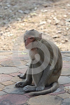 The monkey sits on cement ground.