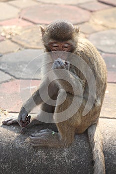 The monkey sits on cement ground.