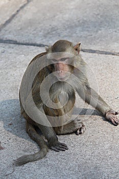 The monkey sits on cement ground.