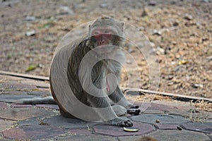 The monkey sits on cement ground.