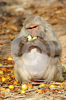 Monkey sits and eats fruit, India.