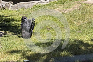 Monkey sits in grass and eats stalks of green vegetation