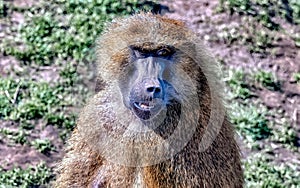 a monkey sits on the ground next to a grassy area
