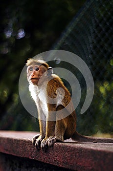Monkey sits and looks somewhere