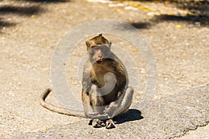 A monkey sits in the oudoor on the street at khao ngoo . photo