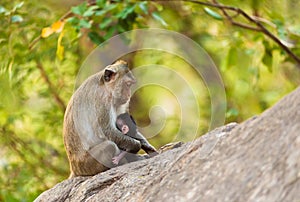 Monkey sits on stone holding its baby