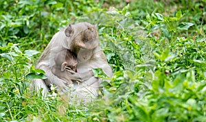 The monkey sits to feed his baby from the breast