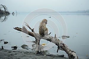 a monkey sits on a tree branch in front of a body of water