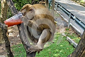 The monkey sits on a tree branch, holds a large glass in his hands, drinks juice from it.
