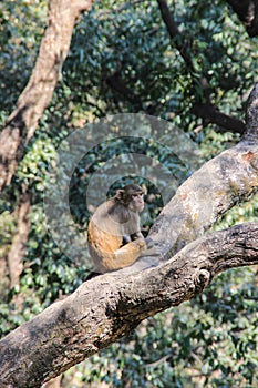 The monkey sits on a tree branch