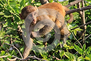 The monkey sits on a tree branch.