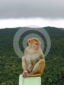 Monkey sitted on a rock