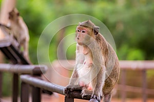 Monkey sitting Absent-minded