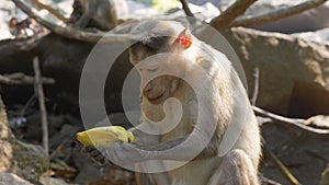 monkey is sitting against the backdrop of jungle roots and eating a banana