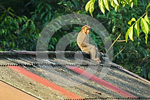 Monkey sitting all alone on the high roof with sun on its face,