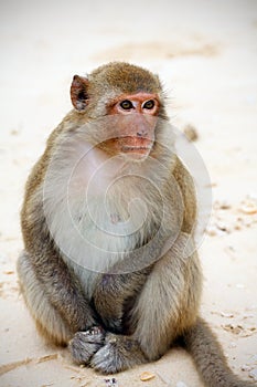 Monkey sitting on the beach in Asia