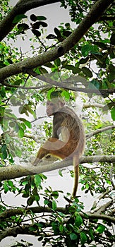 Monkey sitting on the branches