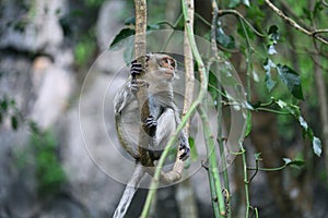 Monkey sitting on branches