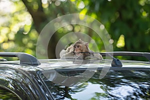 Monkey sitting on car roof and biting car antenna