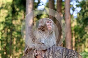 A monkey sitting on a chunk photo