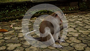 monkey sitting and eating peanuts on the sidewalk, monkey forest