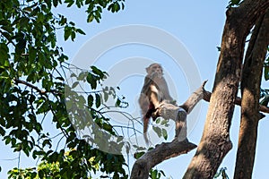 A monkey sitting and eating on a tree branch