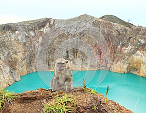 Monkey sitting on edge of crater with lake Tin on Kelimutu photo
