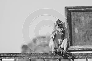 Monkey sitting in front of ancient pagoda architecture Wat Phra Prang Sam Yot temple, Lopburi, Thailand. Monkey eating fruit at