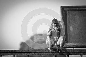 Monkey sitting in front of ancient pagoda architecture Wat Phra Prang Sam Yot temple, Lopburi, Thailand. Monkey eating fruit at